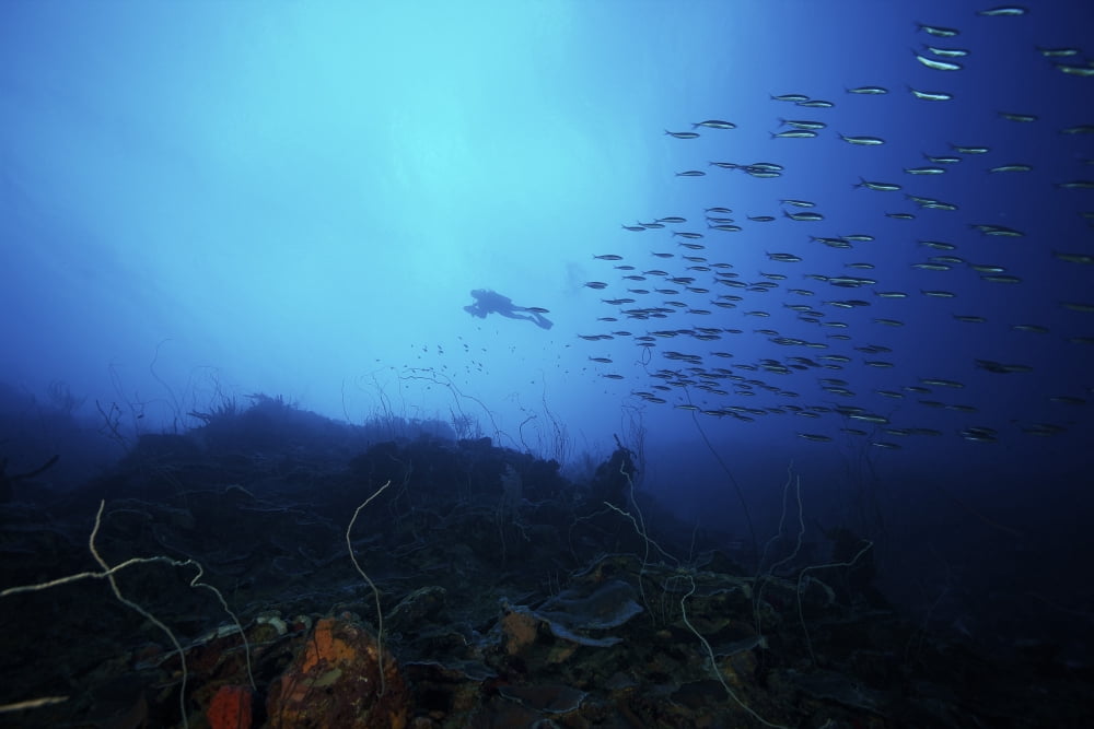 A scuba diver explores a deep drop off as a school of Boga fish swim by Canvas Art - Terry MooreStocktrek Images (35 x 23)
