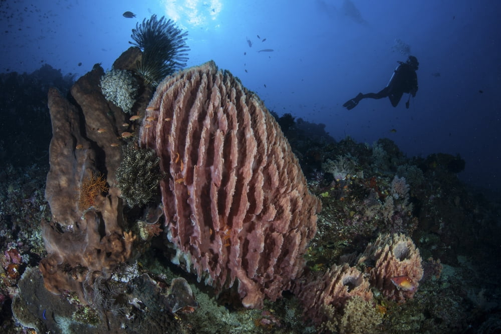 A scuba diver explores a reef with a large barrel sponge Indonesia Canvas Art - Ethan DanielsStocktrek Images (34 x 23)