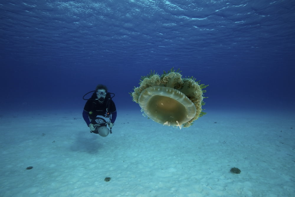 A scuba diver gets a close-up look at an upside-down jellyfish Canvas Art - Terry MooreStocktrek Images (18 x 12)