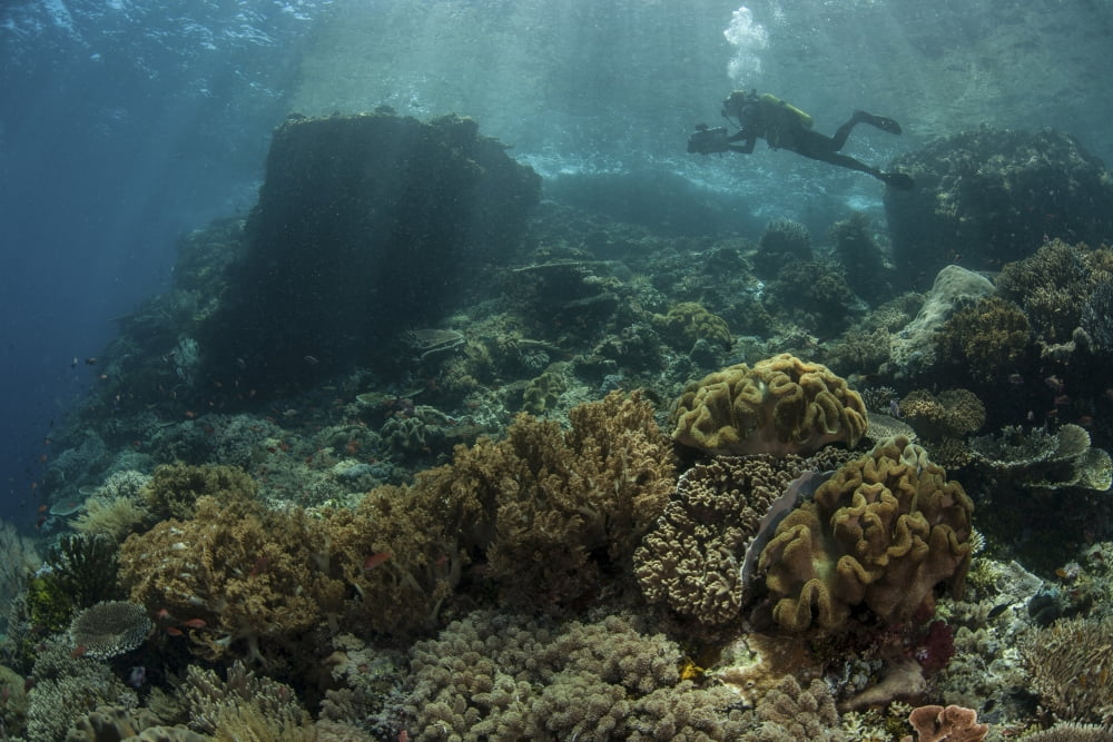 A scuba diver swims above a beautiful coral reef in Indonesia Canvas Art - Ethan DanielsStocktrek Images (17 x 12)