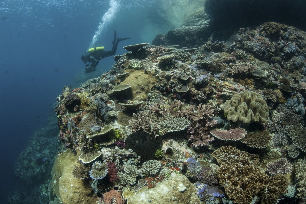 A scuba diver swims above a coral reef in Komodo National Park Indonesia Canvas Art - Ethan DanielsStocktrek Images (34 x 23)