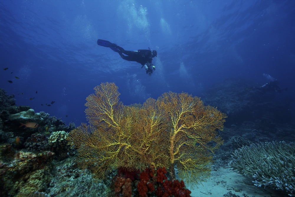 A scuba diver swims past a large yellow gorgonian fan Fiji Canvas Art - Terry MooreStocktrek Images (18 x 12)