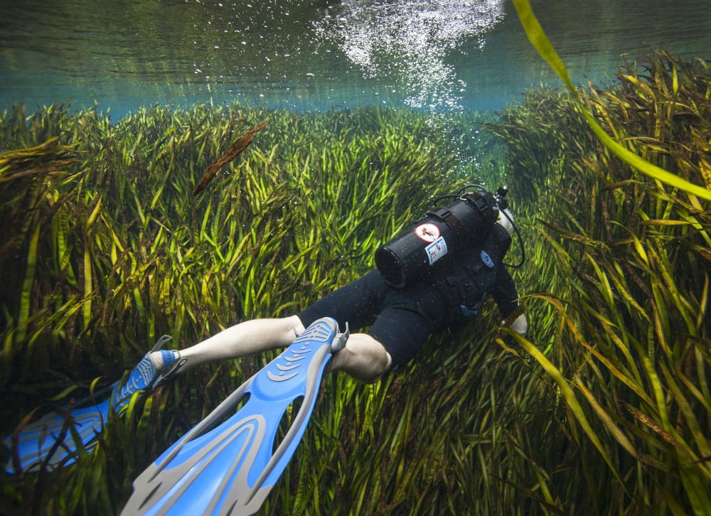 A scuba diver swims through an underwater field of tape grass Canvas Art - Michael WoodStocktrek Images (17 x 12)