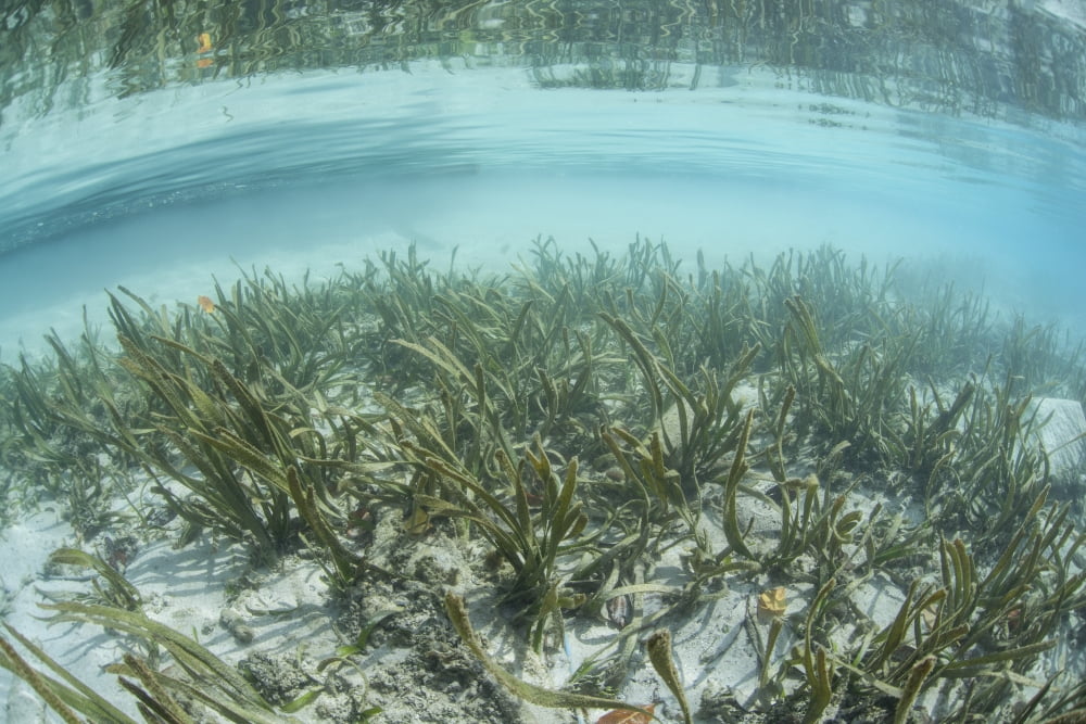 A sea grass meadow grows in the shallow water of Raja Ampat Canvas Art - Ethan DanielsStocktrek Images (34 x 23)