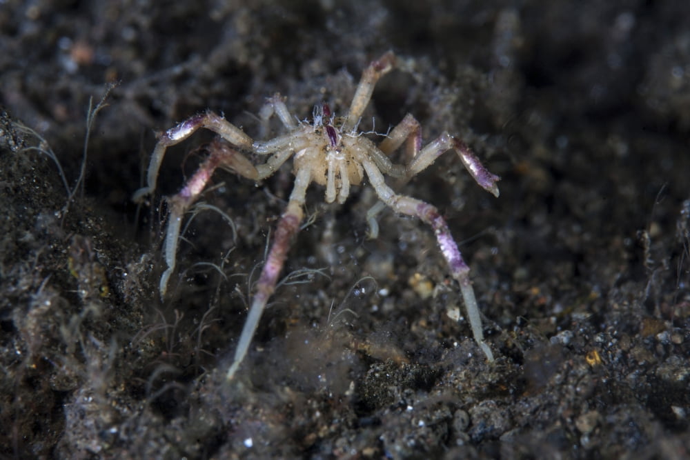 A sea spider crawls along the mucky seafloor Canvas Art - Ethan DanielsStocktrek Images (17 x 12)