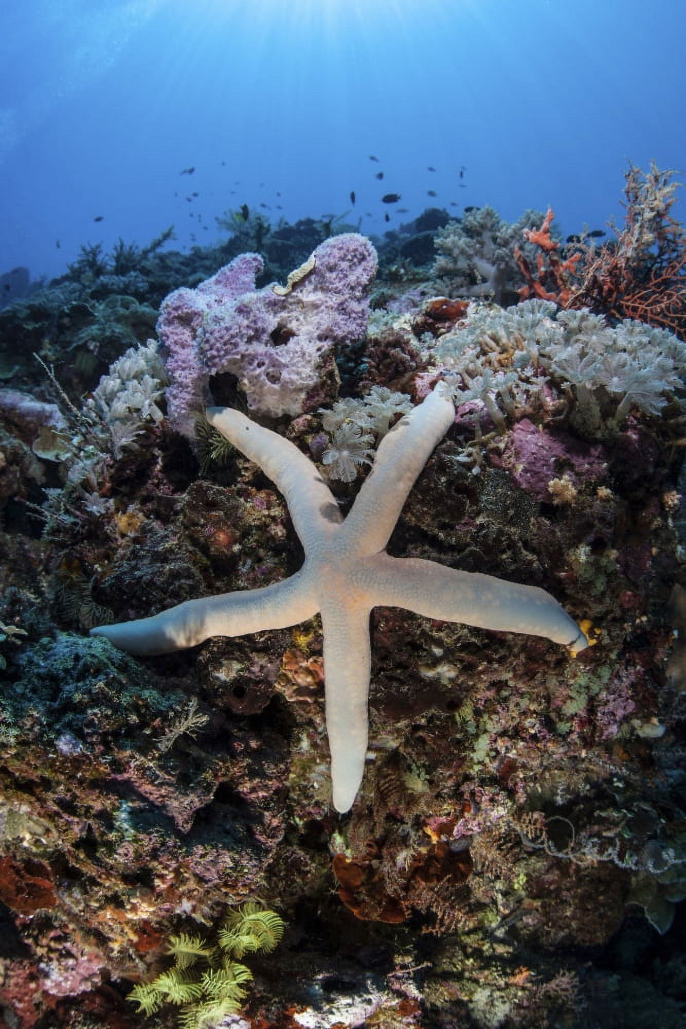 A sea star clings to a diverse reef near the island of Bangka Indonesia Canvas Art - Ethan DanielsStocktrek Images (23 x 34)
