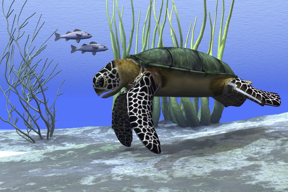A sea turtle makes its way along the bottom of the sea looking for food Canvas Art - Corey FordStocktrek Images (35 x 23)