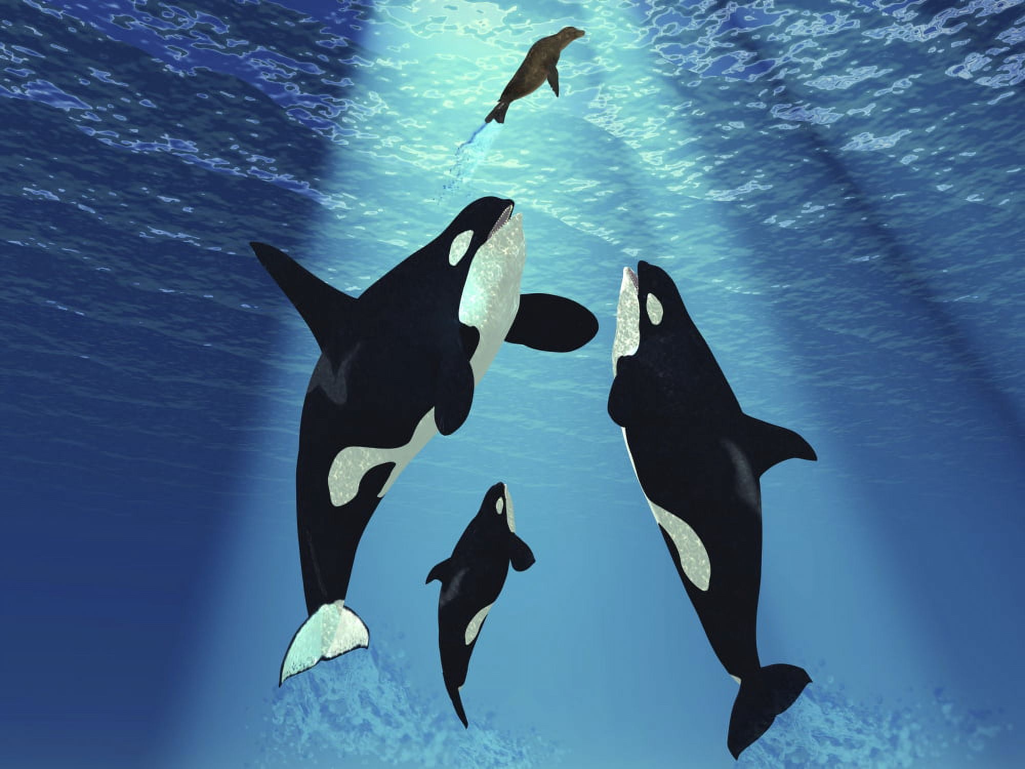 A seal swims to the surface trying to escape from three Killer Whales Canvas Art - Corey FordStocktrek Images (16 x 12)