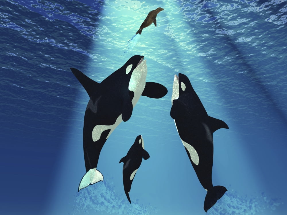 A seal swims to the surface trying to escape from three Killer Whales Canvas Art - Corey FordStocktrek Images (32 x 24)