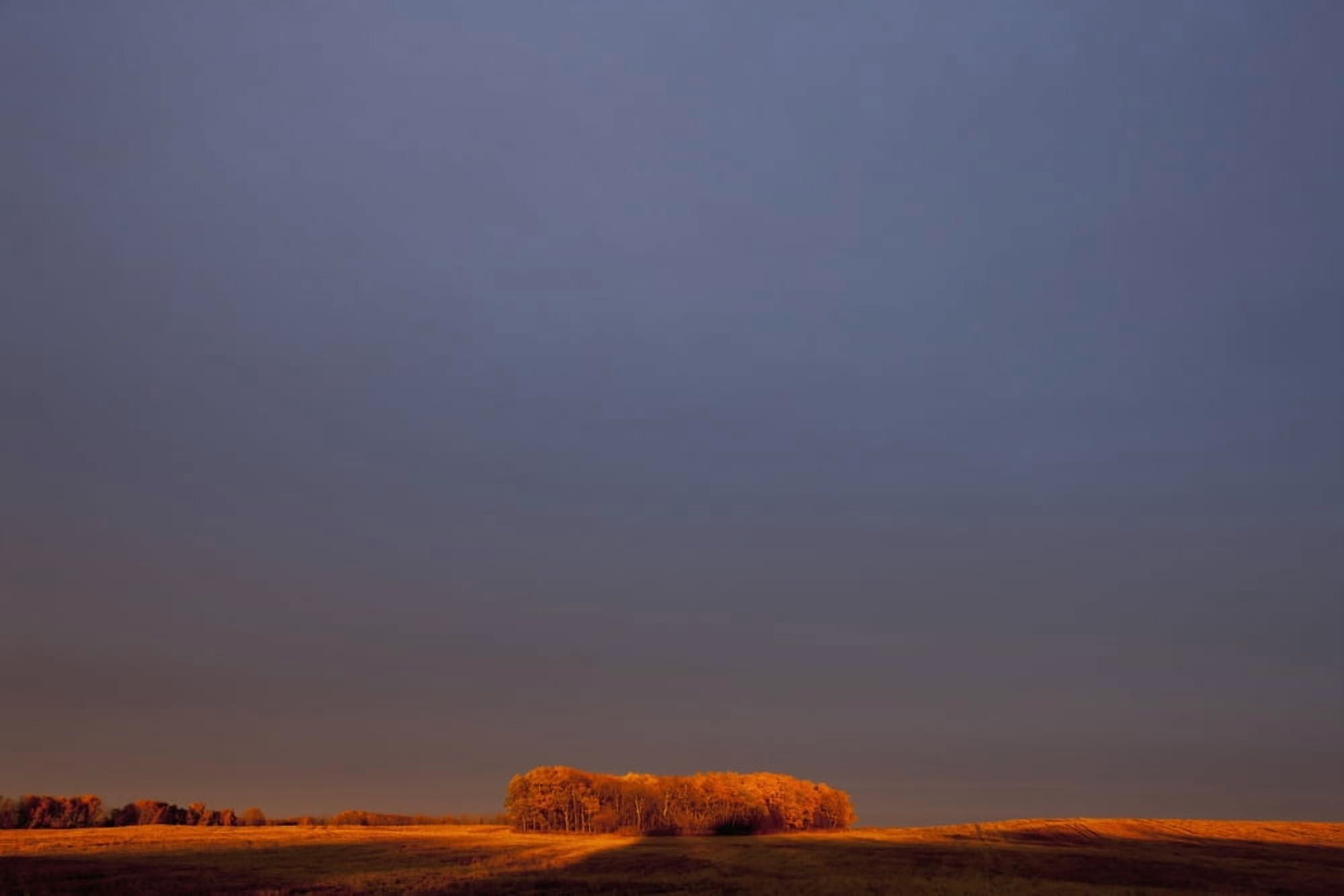 A section of trees on the edge of a wheat field glowing orange at sunset Manitoba Canada Canvas Art - Greg Huszar Design Pics (19 x 12)