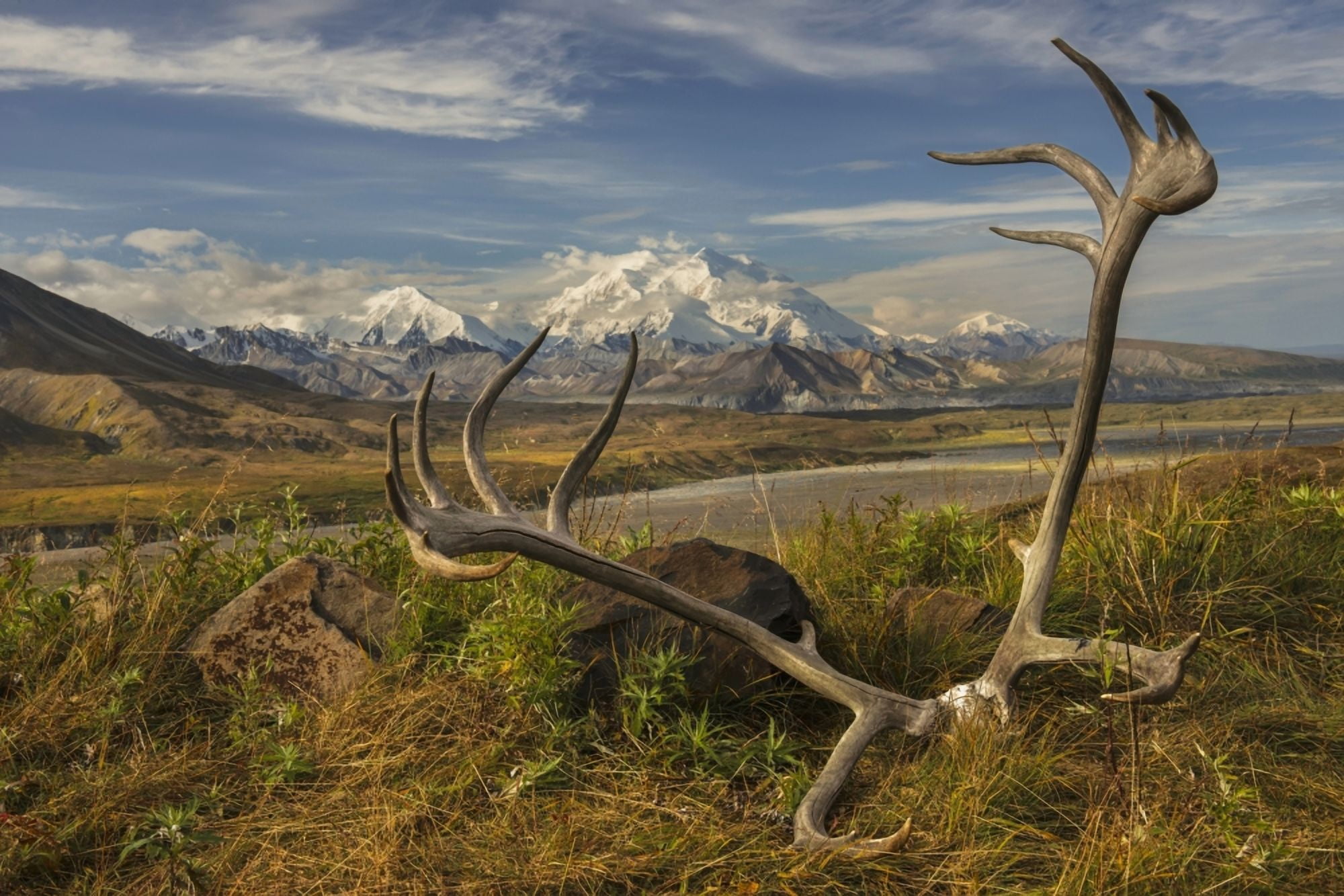 A set of caribou antlers at the Eielson Visitor Center in Denali National Park & Preserve Alaska Canvas Art - Carl Johnson Design Pics (19 x 12)