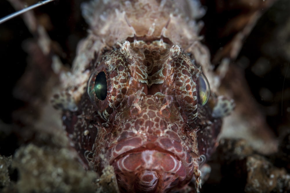 A shortfin lionfish stares into the camera lens Canvas Art - Ethan DanielsStocktrek Images (34 x 23)