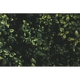 thumbnail image 1 of A shrub with dark green foliage; Vancouver British Columbia Canada by Melody Davis / Design Pics, 1 of 3