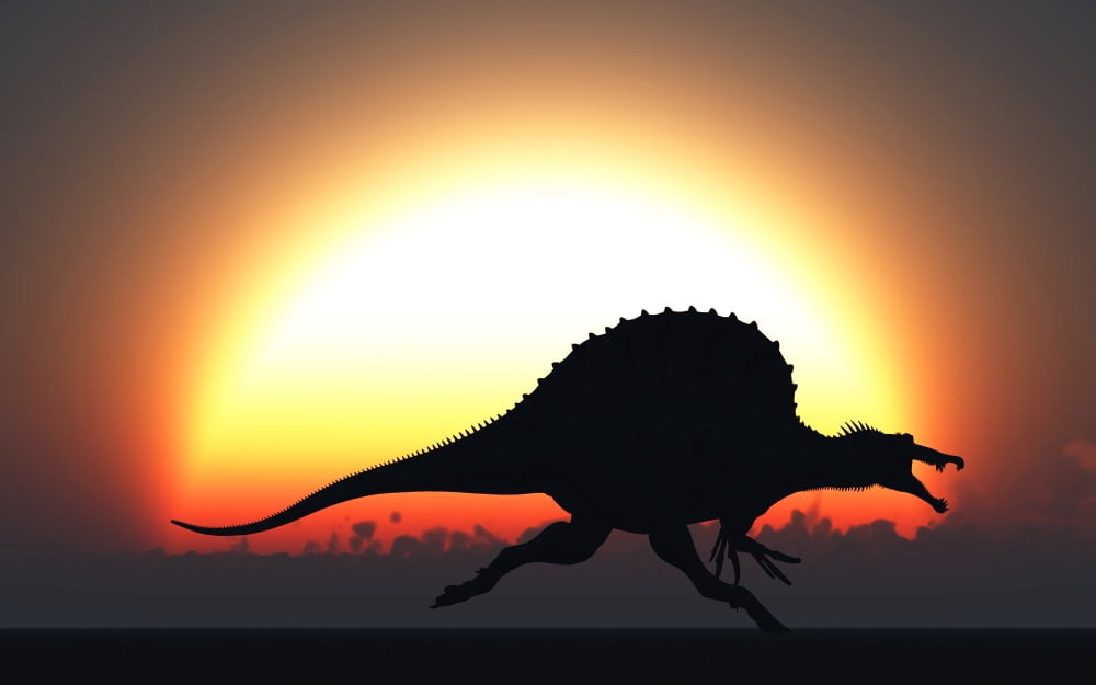 A silhouetted Spinosaurus sprinting against a setting Sun at the end of a Jurassic day Canvas Art - Mark StevensonStocktrek Images (18 x 12)