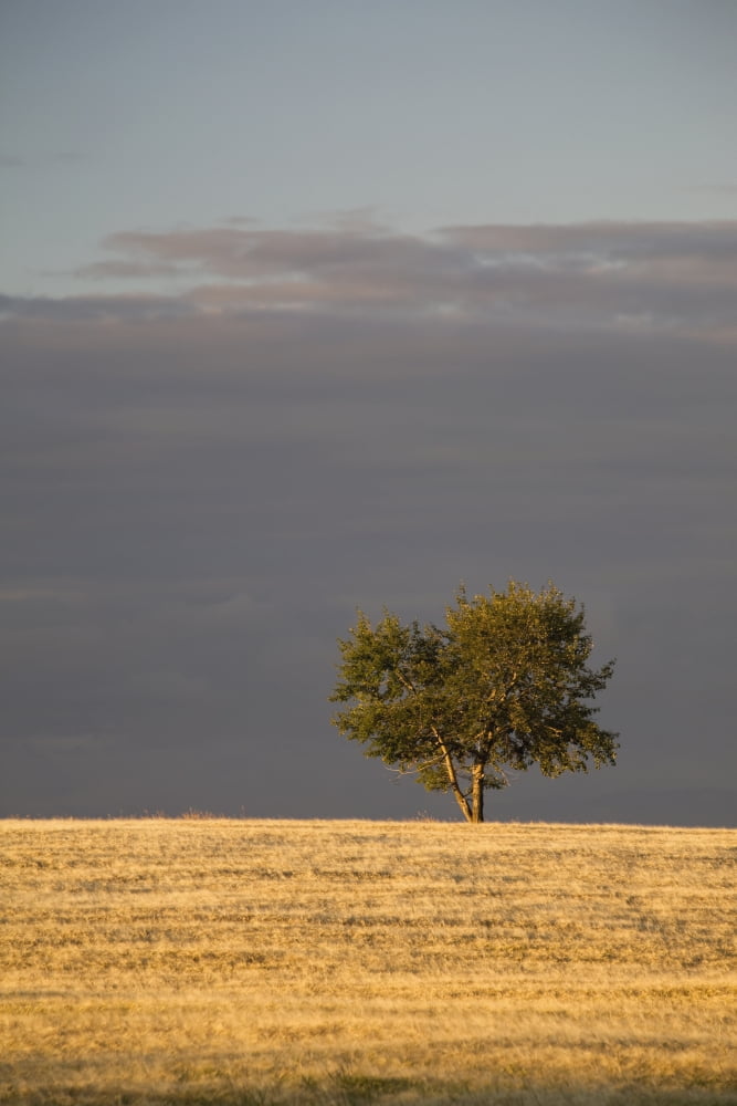 A single tree in a golden field at sunriseAlberta canada Canvas Art - Michael Interisano Design Pics (12 x 19)