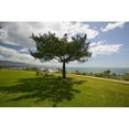 thumbnail image 1 of A single windblown tree growing on a green lawn at City College in Santa Barbara  Santa Barbara coastline  California, 1 of 2