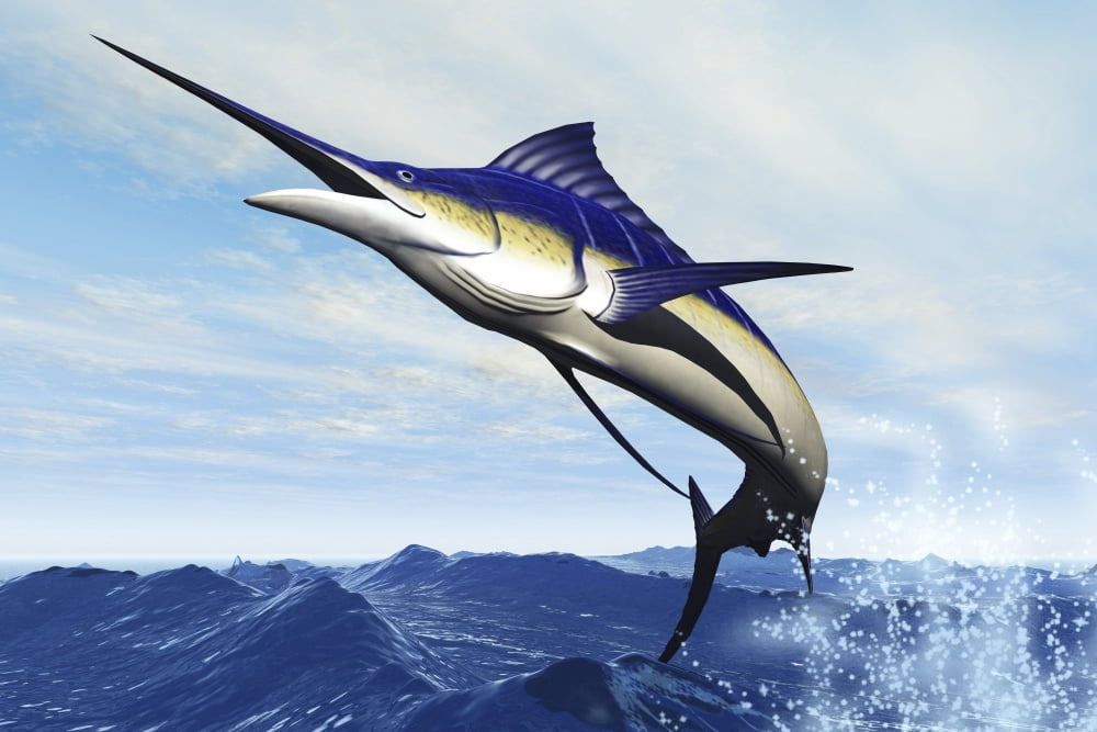 A sleek blue marlin bursts from the ocean surface in a grand leap Canvas Art - Corey FordStocktrek Images (35 x 23)