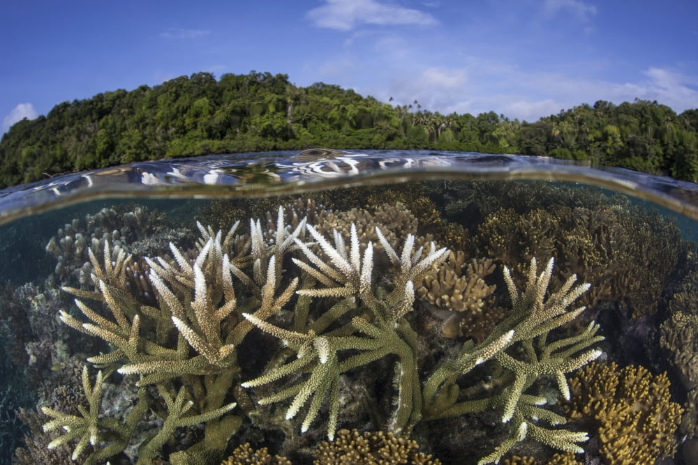 A slightly bleached staghorn coral colony in the Solomon Islands Canvas Art - Ethan DanielsStocktrek Images (17 x 12)