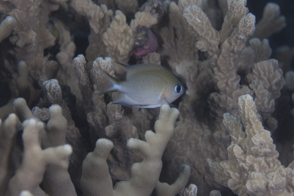 A small Ambon chromis swimming amongst coral in Fiji Canvas Art - Terry MooreStocktrek Images (35 x 23)