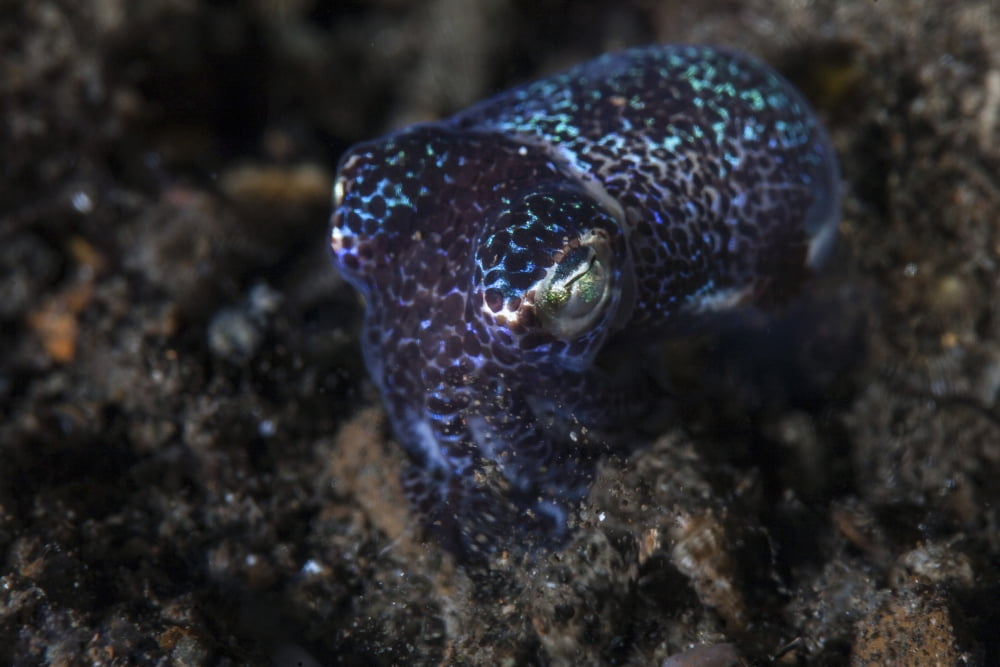A small bobtail squid crawls out of the sand Canvas Art - Ethan DanielsStocktrek Images (17 x 12)