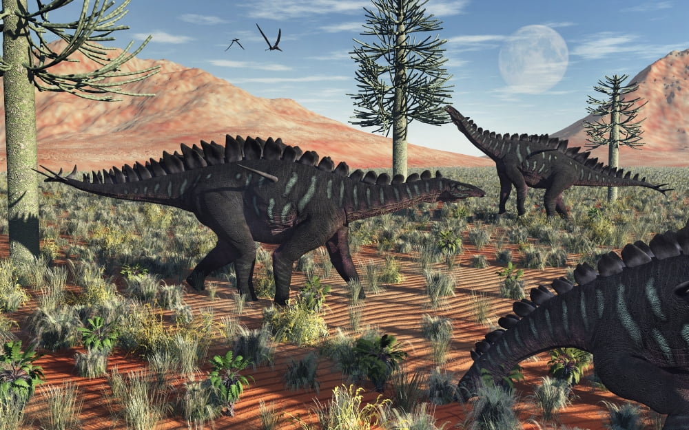 A small group of stegosaurid Miragaia dinosaurs Canvas Art - Mark StevensonStocktrek Images (18 x 12)