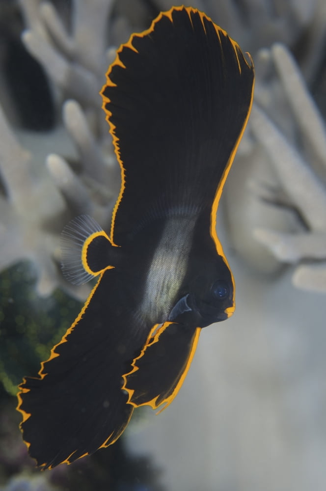A small juvenile pinnate spadefish Canvas Art - Steve JonesStocktrek Images (12 x 17)