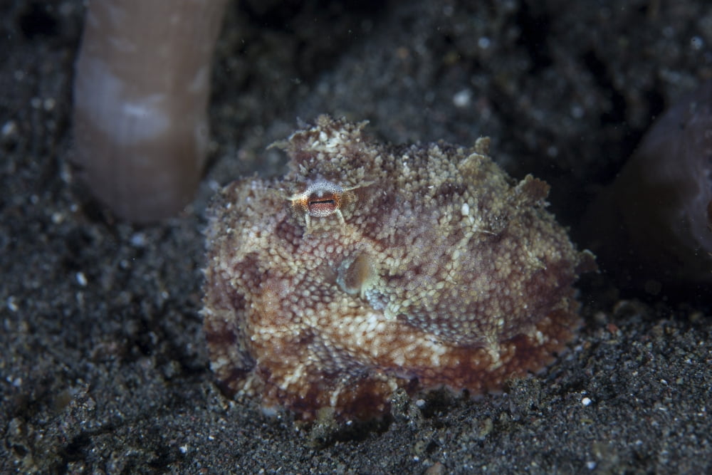 A small octopus sits camouflaged on a sandy seafloor Canvas Art - Ethan DanielsStocktrek Images (34 x 23)