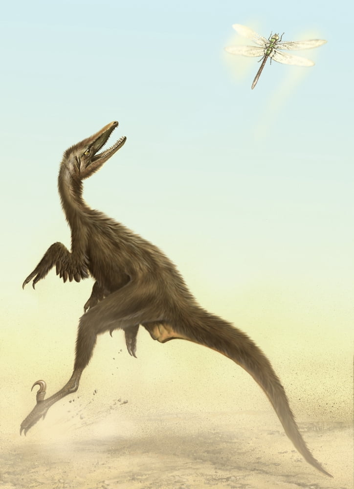 A small predatory Sinornithosaurus jumps at a dragonfly flying above Canvas Art - Jan SovakStocktrek Images (24 x 33)
