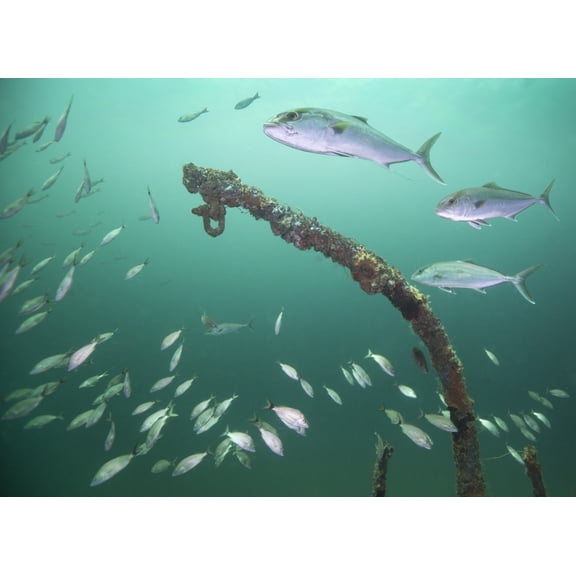 A small school of Greater Amberjack swim by a larger school of Tomtate Canvas Art - Michael WoodStocktrek images (17 x 12)