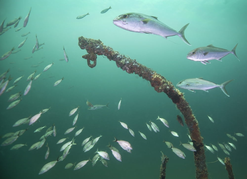 A small school of Greater Amberjack swim by a larger school of Tomtate Canvas Art - Michael WoodStocktrek images (33 x 24)