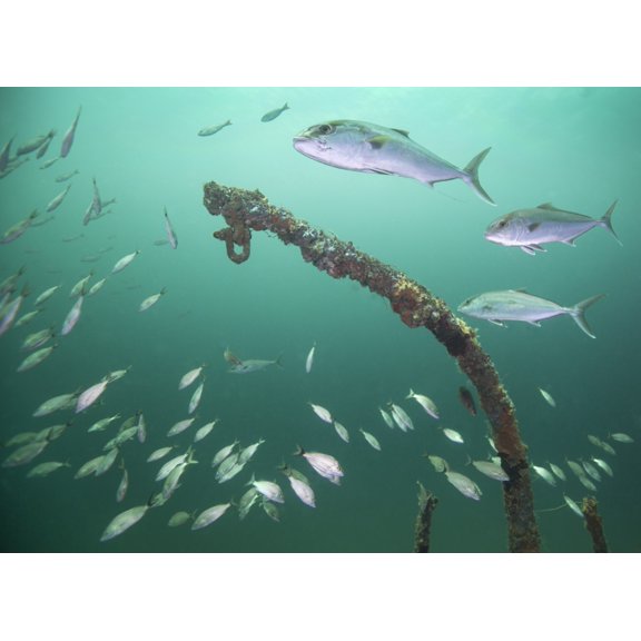A small school of Greater Amberjack swim by a larger school of Tomtate Canvas Art - Michael WoodStocktrek images (33 x 24)