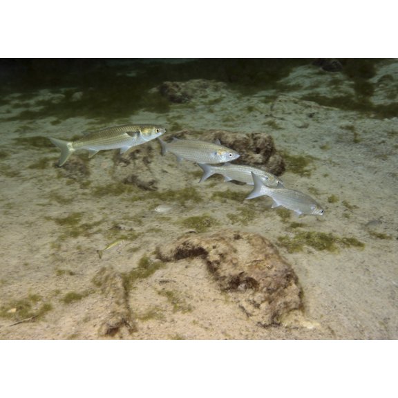 A small school of Grey Mullet swim in formation Canvas Art - Michael WoodStocktrek Images (17 x 12)