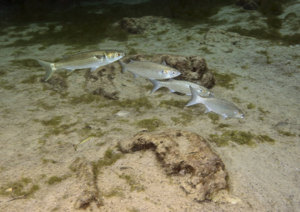 A small school of Grey Mullet swim in formation Canvas Art - Michael WoodStocktrek Images (34 x 24)