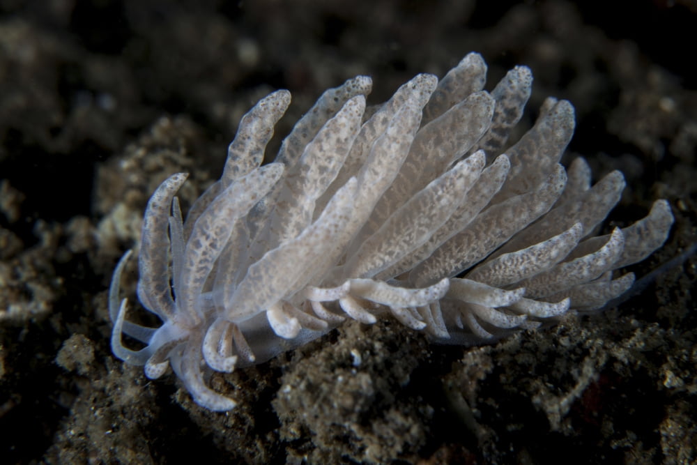 A small solar-powered nudibranch on the seafloor Canvas Art - Ethan DanielsStocktrek Images (17 x 12)