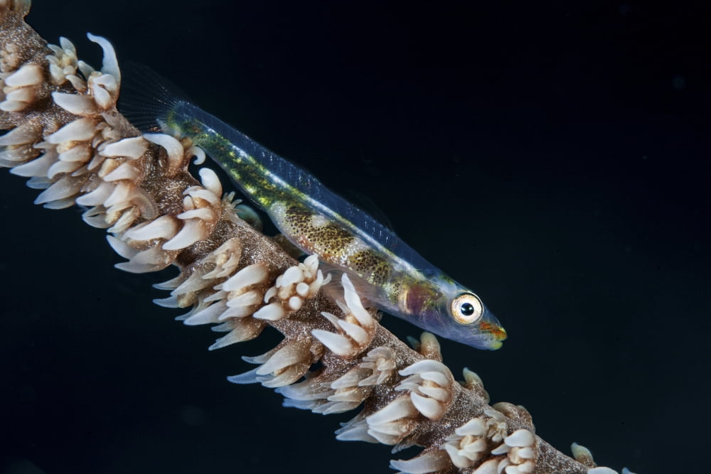 A small whip coral goby on its host coral Canvas Art - Ethan DanielsStocktrek Images (17 x 12)