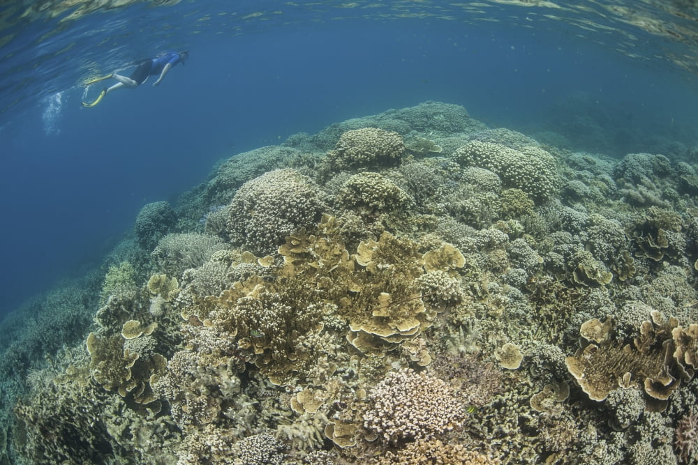 A snorkeler explores a healthy coral reef in Palaus lagoon Canvas Art - Ethan DanielsStocktrek Images (34 x 23)