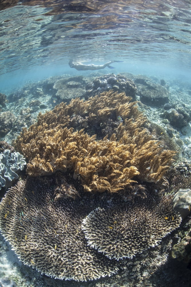 A snorkeler explores a shallow lagoon in Raja Ampat Canvas Art - Ethan DanielsStocktrek Images (12 x 17)