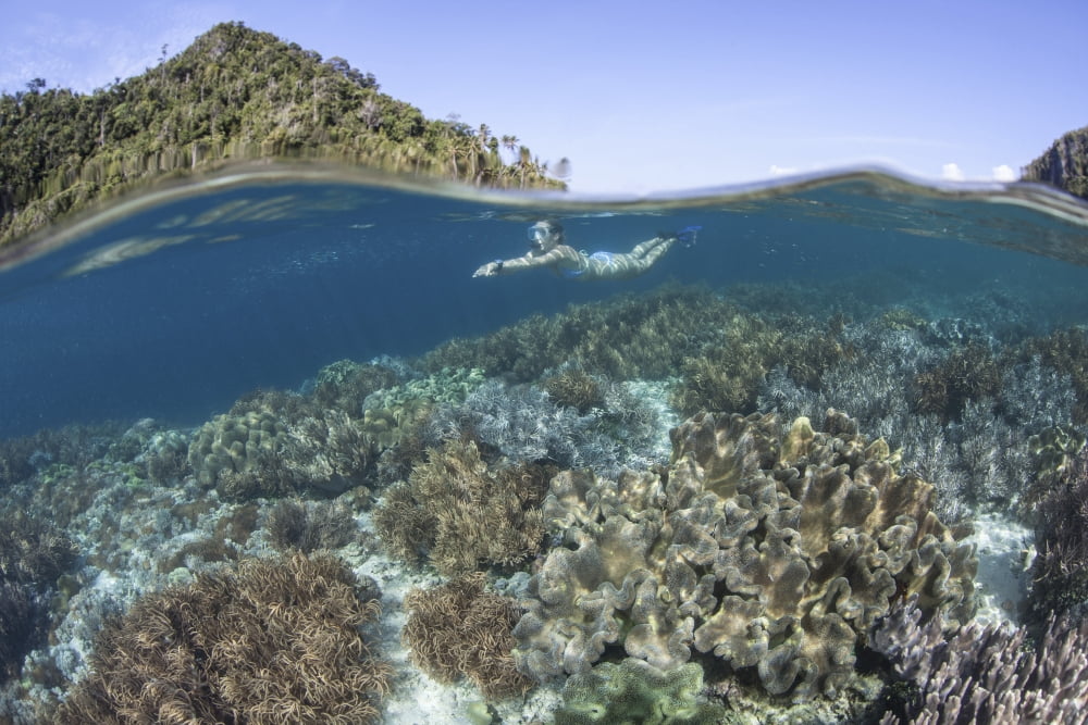 A snorkeler explores a shallow lagoon in Raja Ampat Canvas Art - Ethan DanielsStocktrek Images (17 x 12)