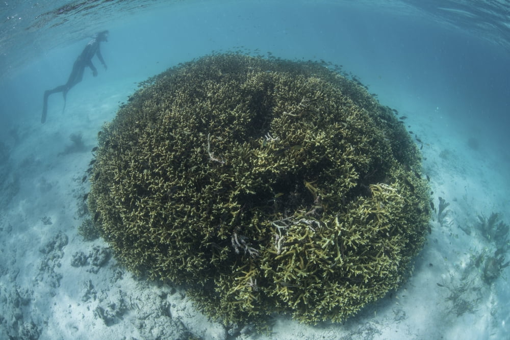A snorkeler explores a shallow lagoon in a remote part of Raja Ampat Canvas Art - Ethan DanielsStocktrek Images (34 x 23)