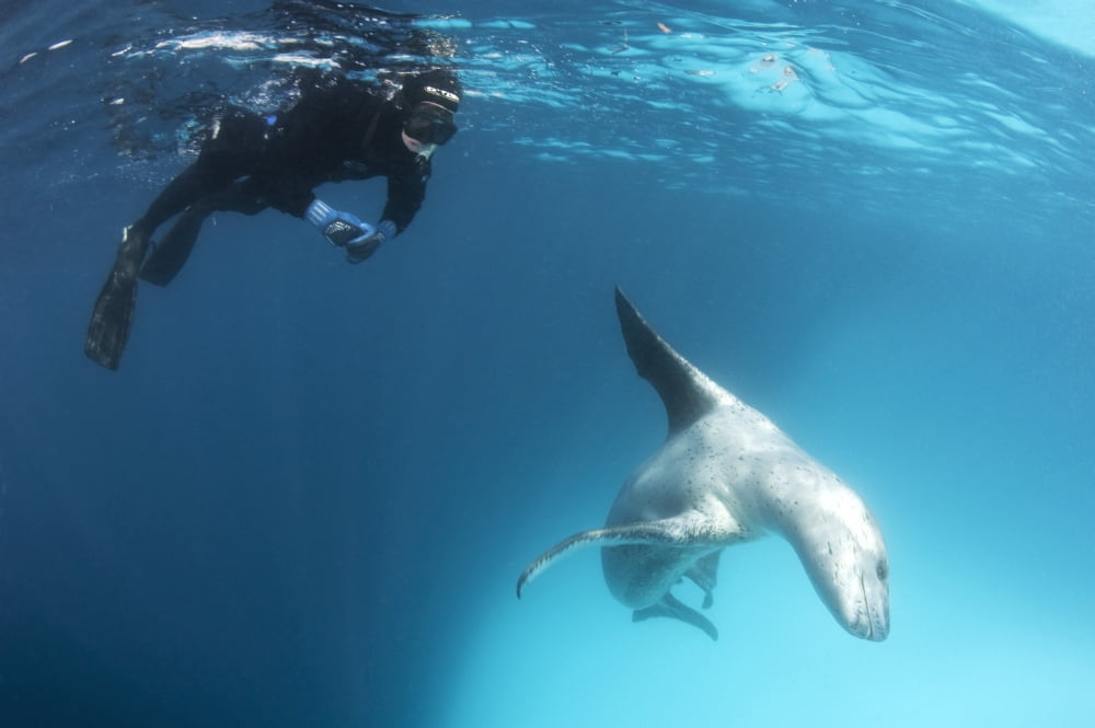 A snorkeller encounters a leopard seal Astrolabe Island Antarctica Canvas Art - Steve JonesStocktrek Images (35 x 23)