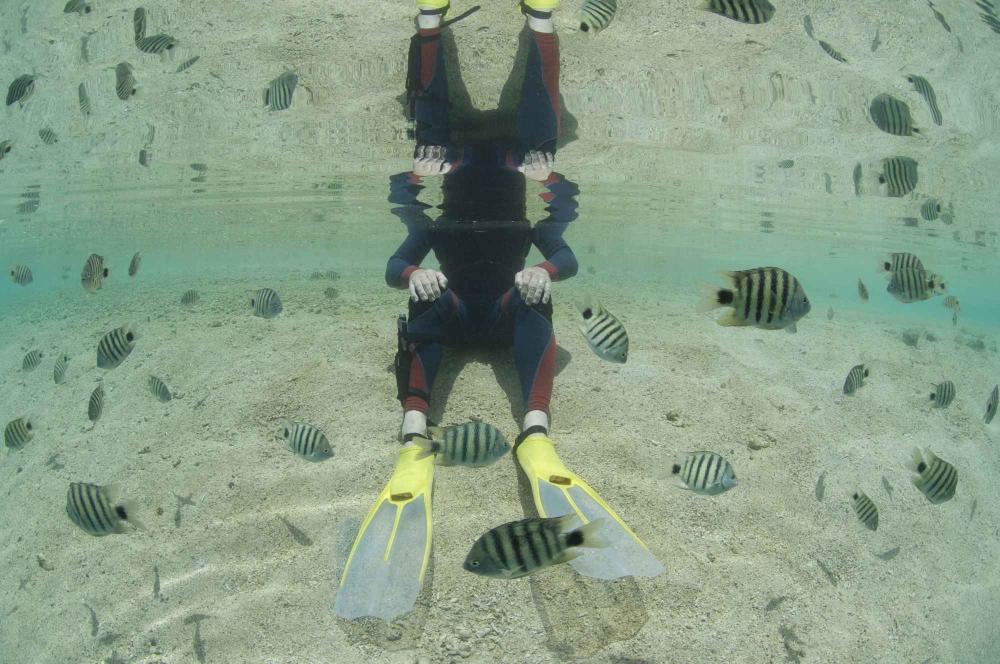 A snorkeller sits in shallow water amongst black-tail sergeant fish Canvas Art - Steve JonesStocktrek Images (35 x 23)