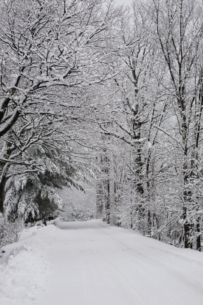 A snow covered road lined with leafless trees in winter Brome Lake Quebec Canada Canvas Art - David Chapman Design Pics (12 x 19)