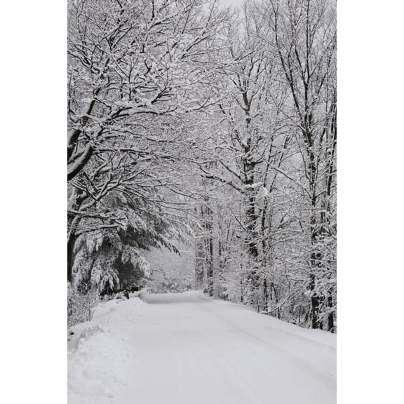 A snow covered road lined with leafless trees in winter Brome Lake Quebec Canada Canvas Art - David Chapman Design Pics (12 x 19)