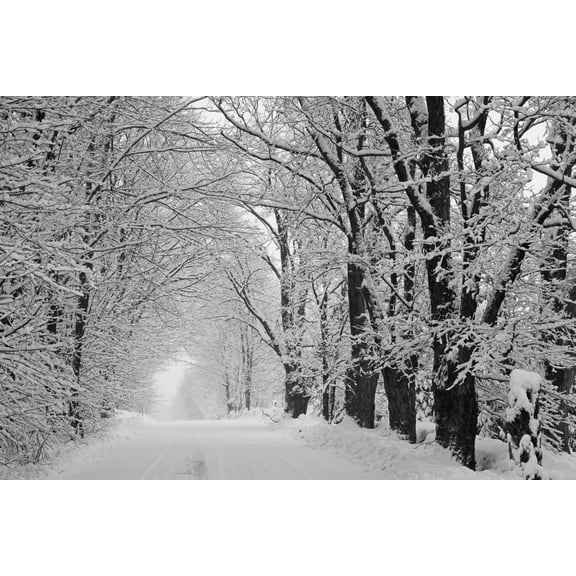 A snow covered road lined with leafless trees in winter Brome Lake Quebec Canada Canvas Art - David Chapman Design Pics (19 x 12)