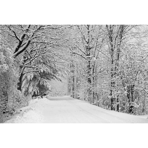 A snow covered road lined with leafless trees in winter Brome Lake Quebec Canada Canvas Art - David Chapman Design Pics (19 x 12)