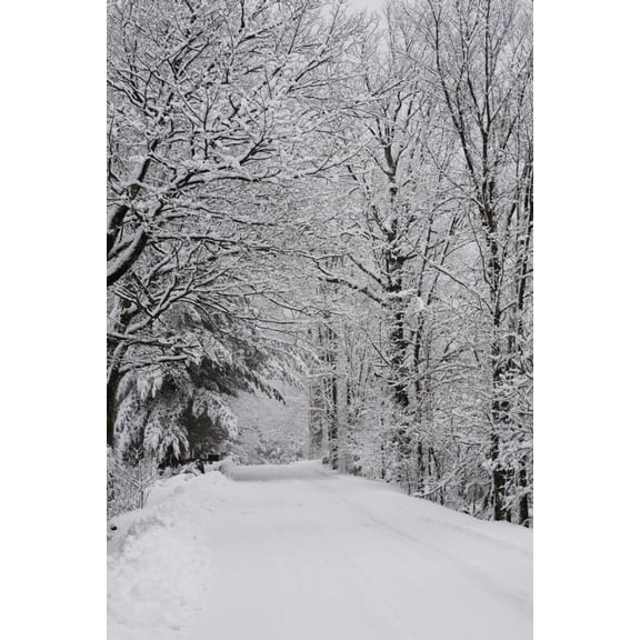 A snow covered road lined with leafless trees in winter Brome Lake Quebec Canada Canvas Art - David Chapman Design Pics (24 x 38)