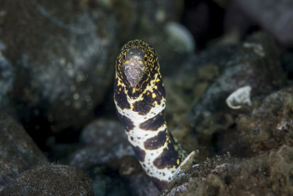 A snowflake moray eel pokes its head out of a hole Canvas Art - Ethan DanielsStocktrek Images (17 x 12)
