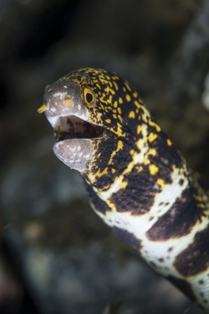 A snowflake moray eel pokes its head out of a hole Canvas Art - Ethan DanielsStocktrek Images (23 x 34)