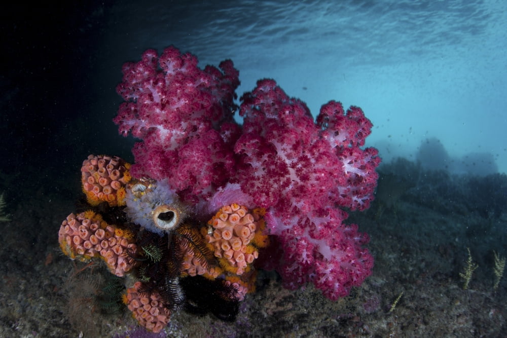 A soft coral colony and invertebrates in Raja Ampat Indonesia Canvas Art - Ethan DanielsStocktrek Images (17 x 12)