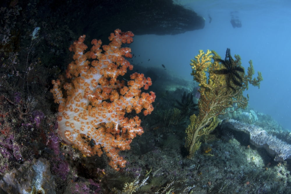 A soft coral colony and invertebrates in Raja Ampat Indonesia Canvas Art - Ethan DanielsStocktrek Images (34 x 23)